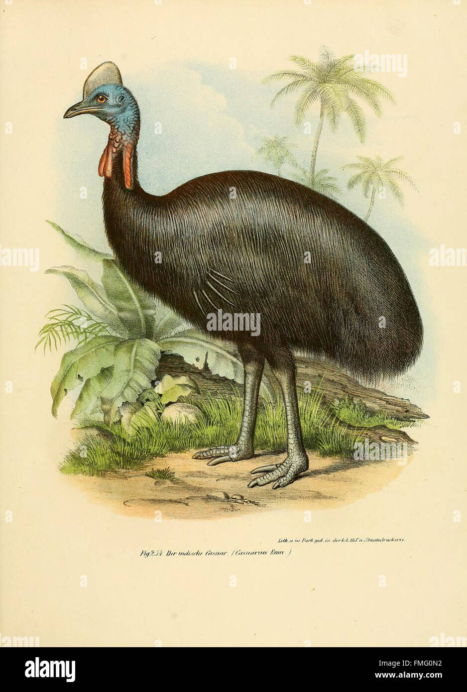 Figure 254 from 'Bilder-Atlas' depicts various bird species ...