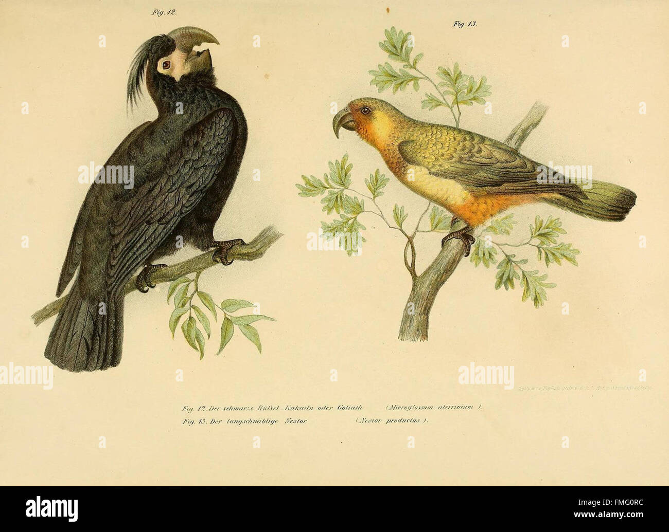 Figures 12-13 from 'Bilder-Atlas zur Wissenschaftlich-Populären ...