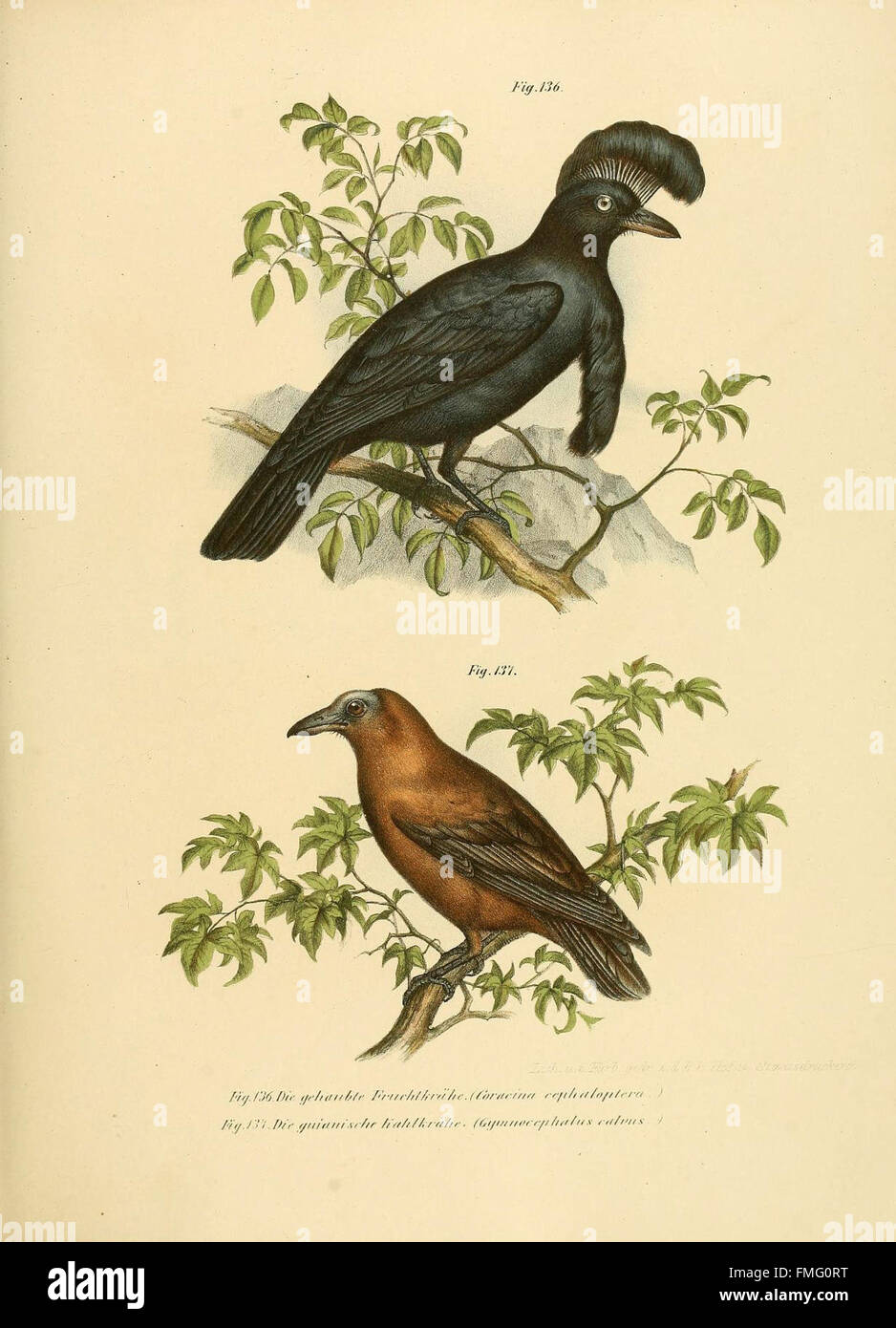 This illustration from 'Bilder-atlas zur Wissenschaftlich-populären ...