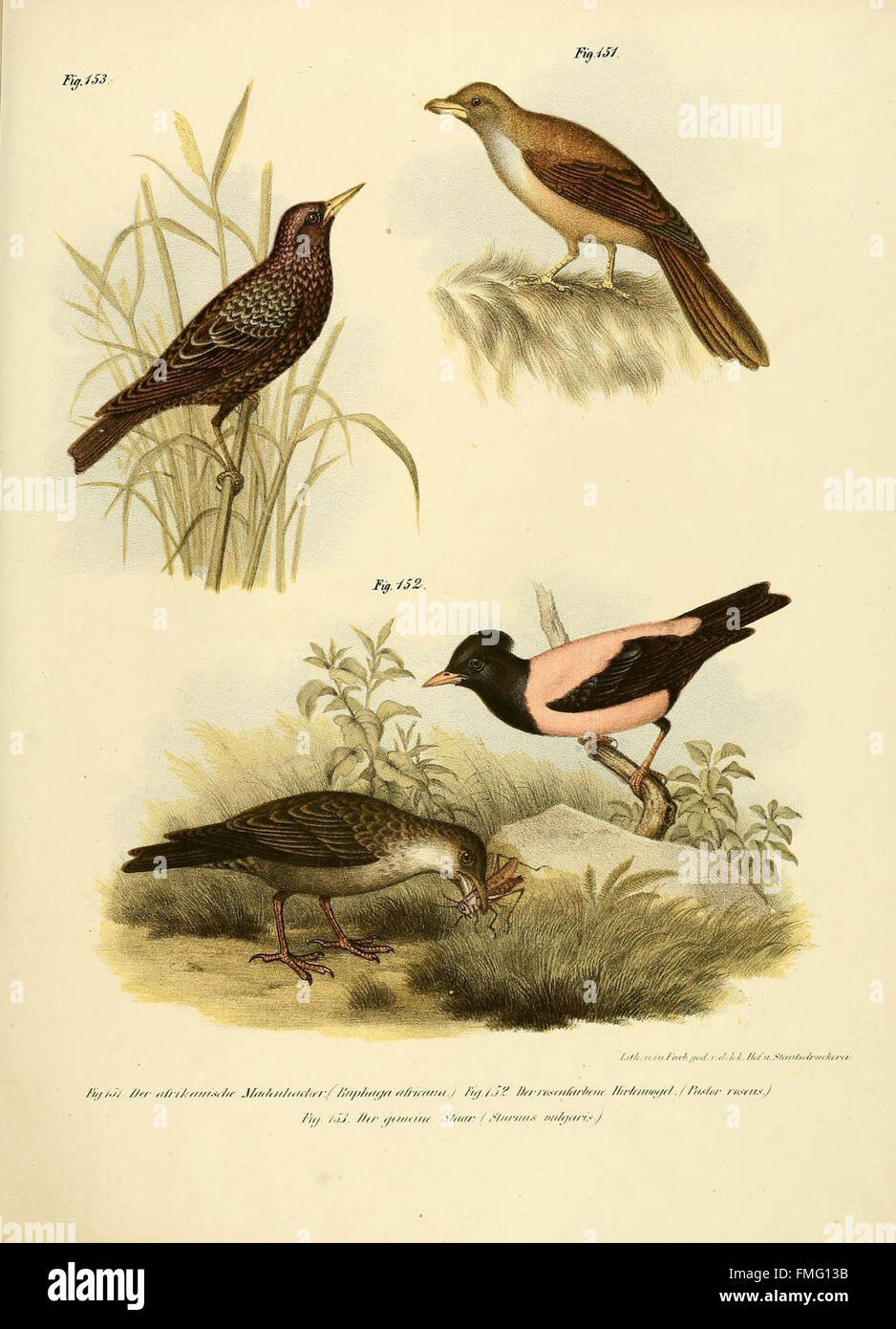 'Bilder-Atlas zur Wissenschaftlich-populären Naturgeschichte der Vögel ...