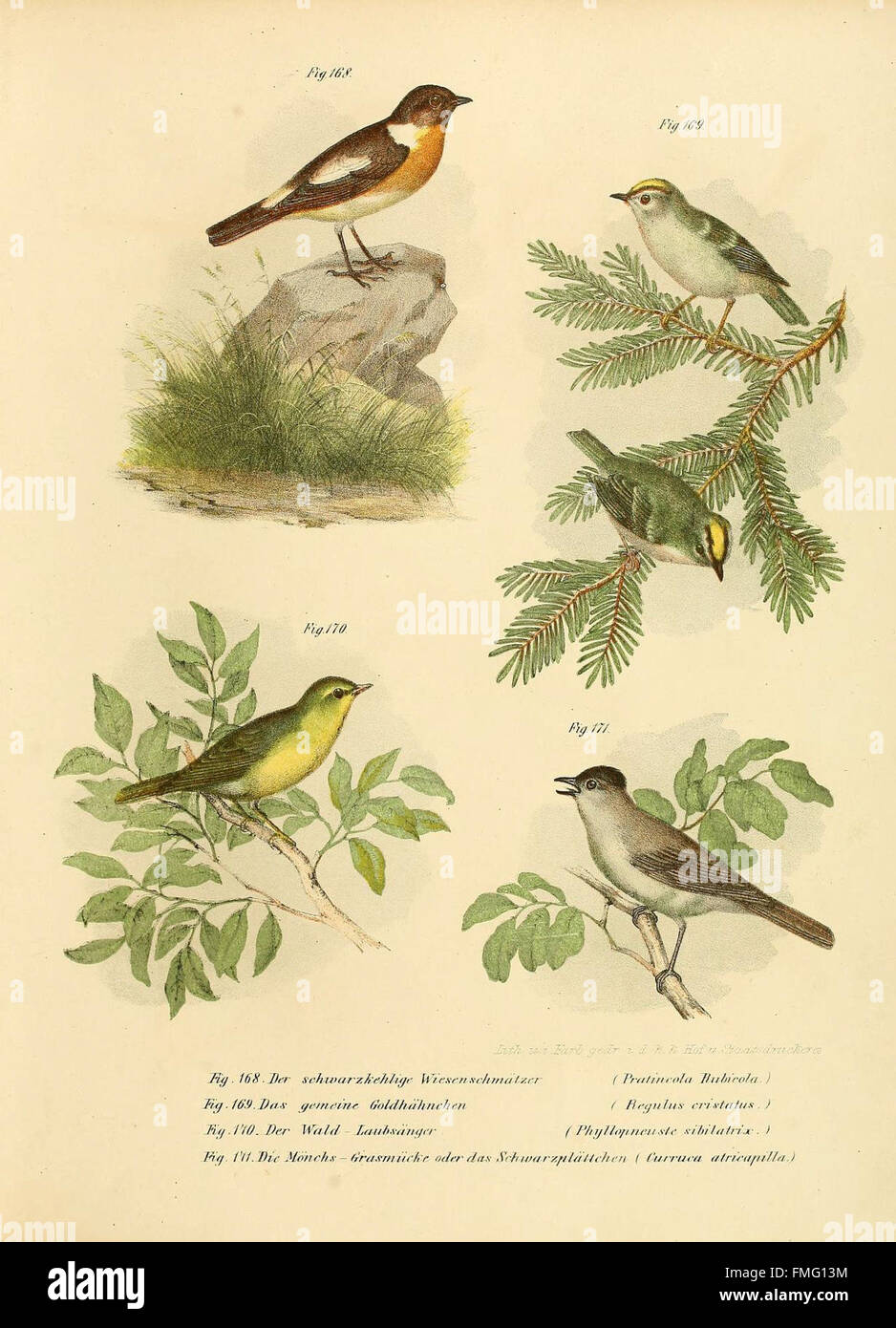 Figures 168-171 from 'Bilder-atlas zur Wissenschaftlich-populären ...