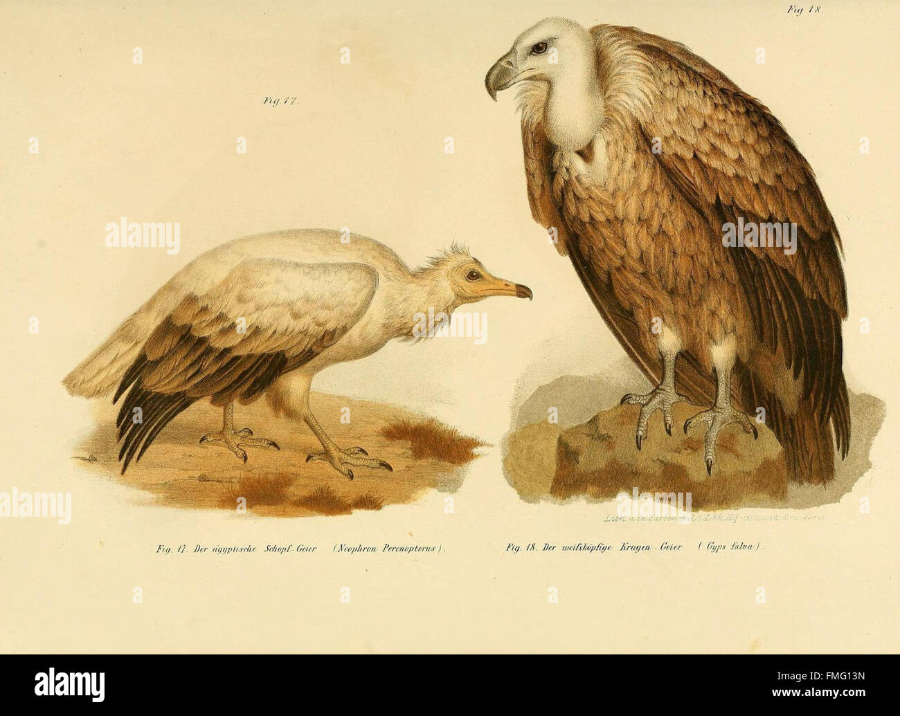 Figures 17-18 from the 'Bilder-atlas zur Wissenschaftlich-populären ...