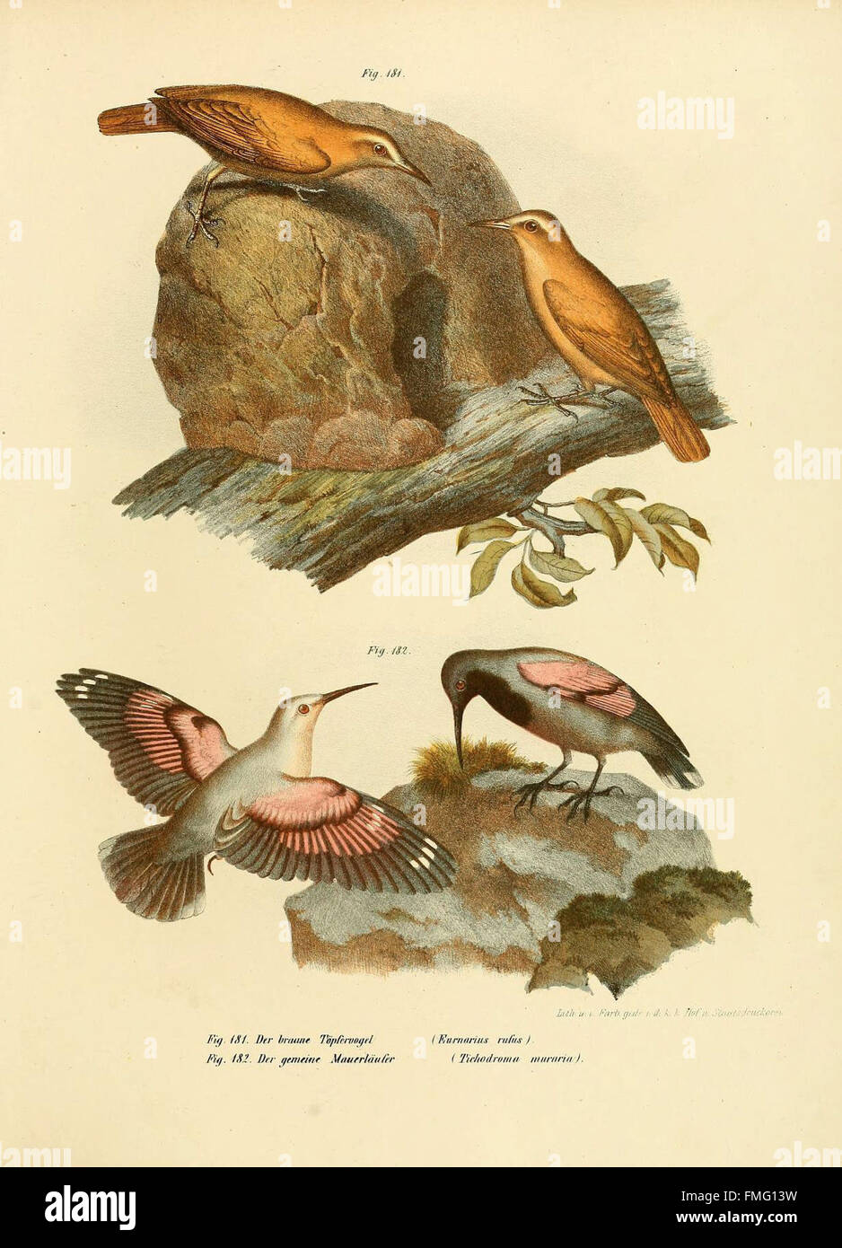 *Bilder-Atlas zur Wissenschaftlich-populären Naturgeschichte der Vögel ...