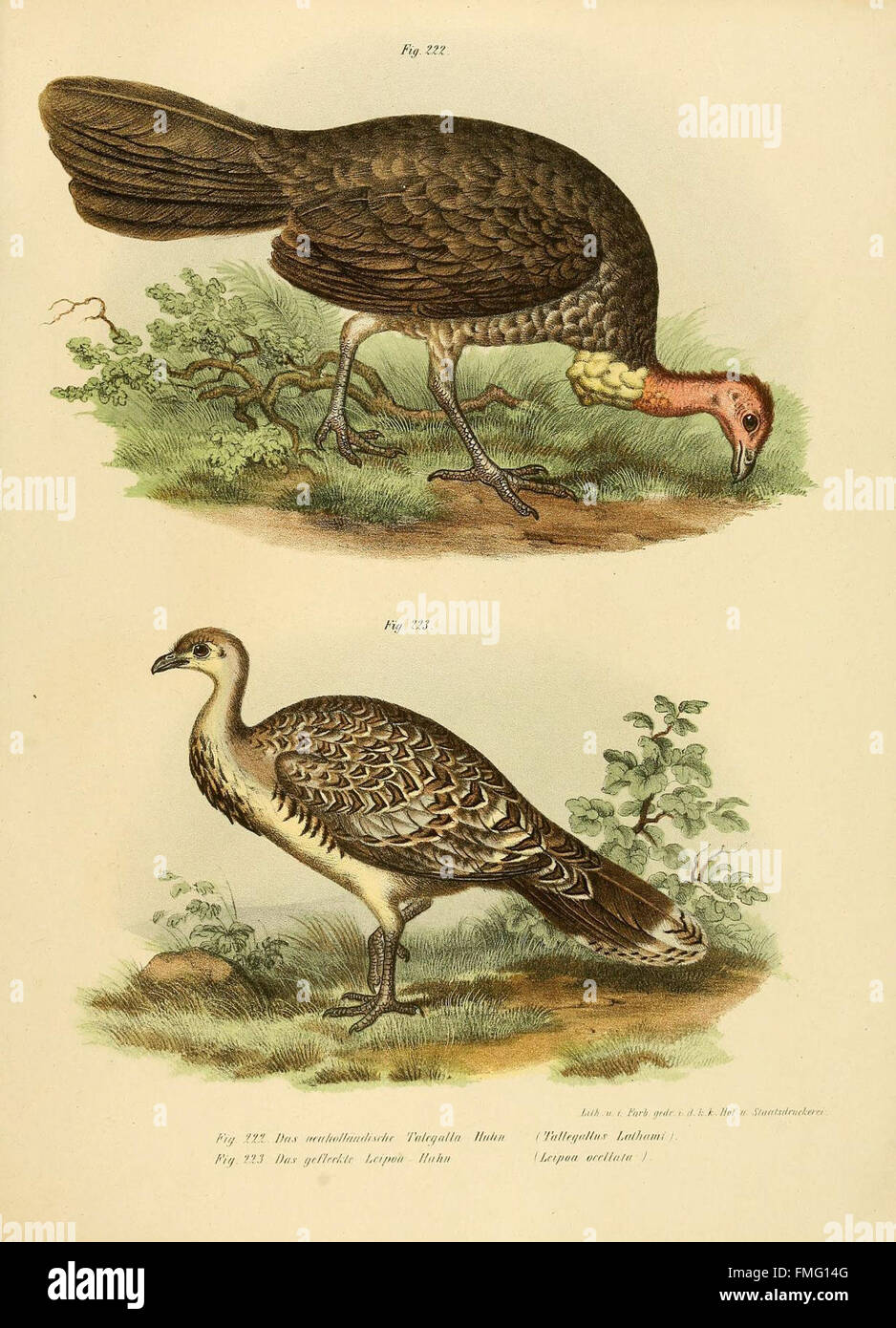 *Bilder-Atlas zur Wissenschaftlich-populären Naturgeschichte der Vögel ...