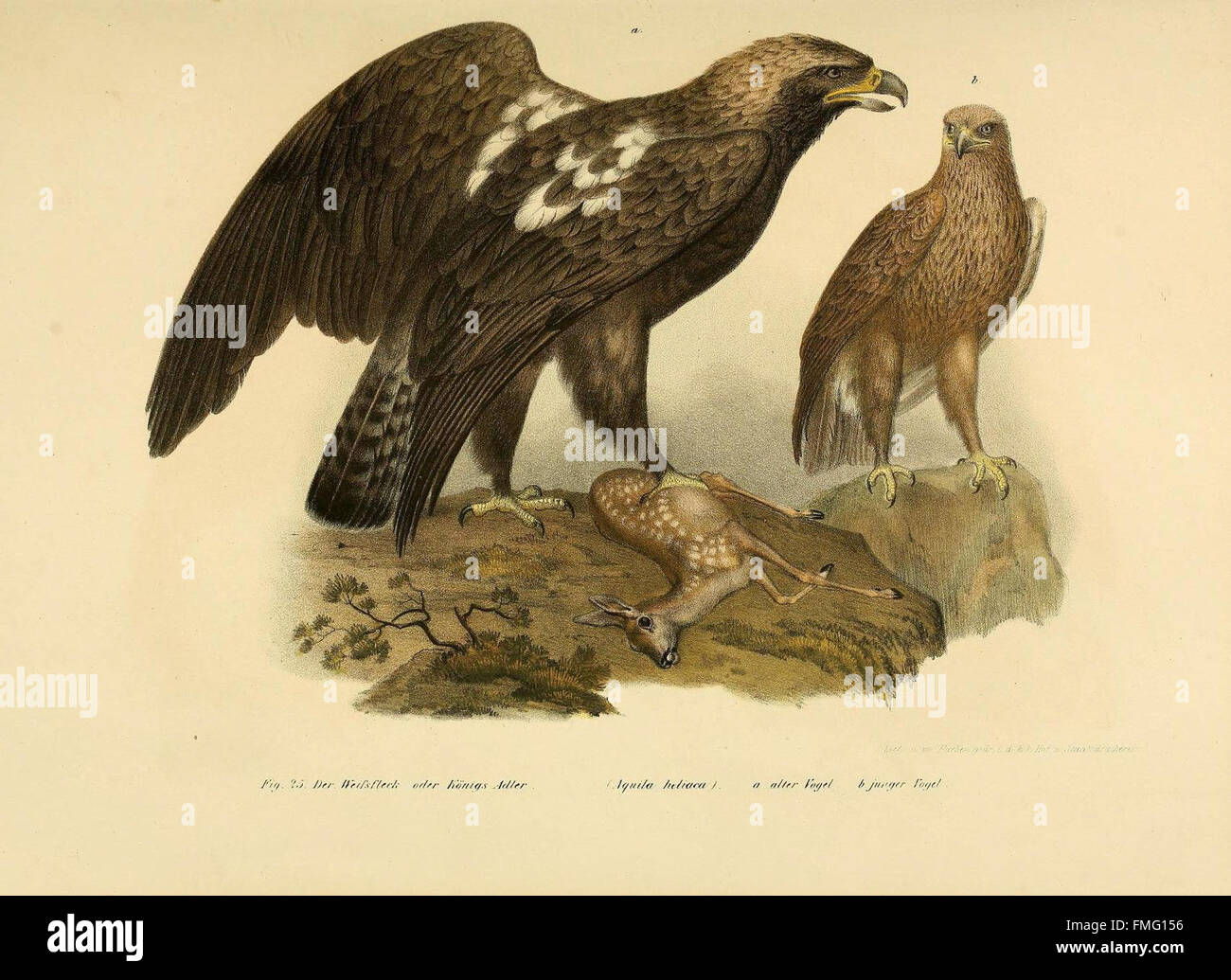 This illustrated atlas presents a scientifically accurate ...