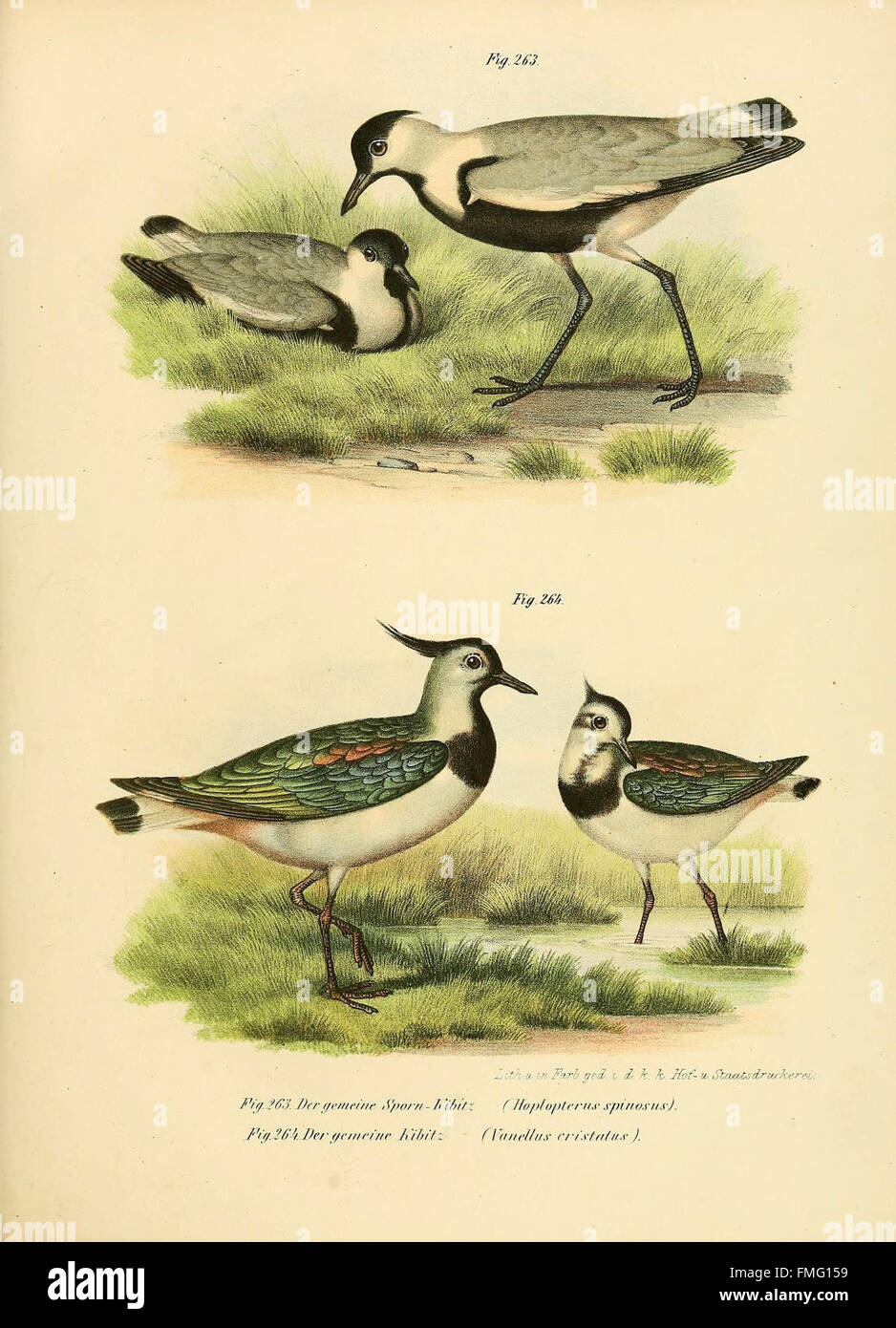 Figures 263-264 from 'Bilder-Atlas zur Wissenschaftlich-populären ...