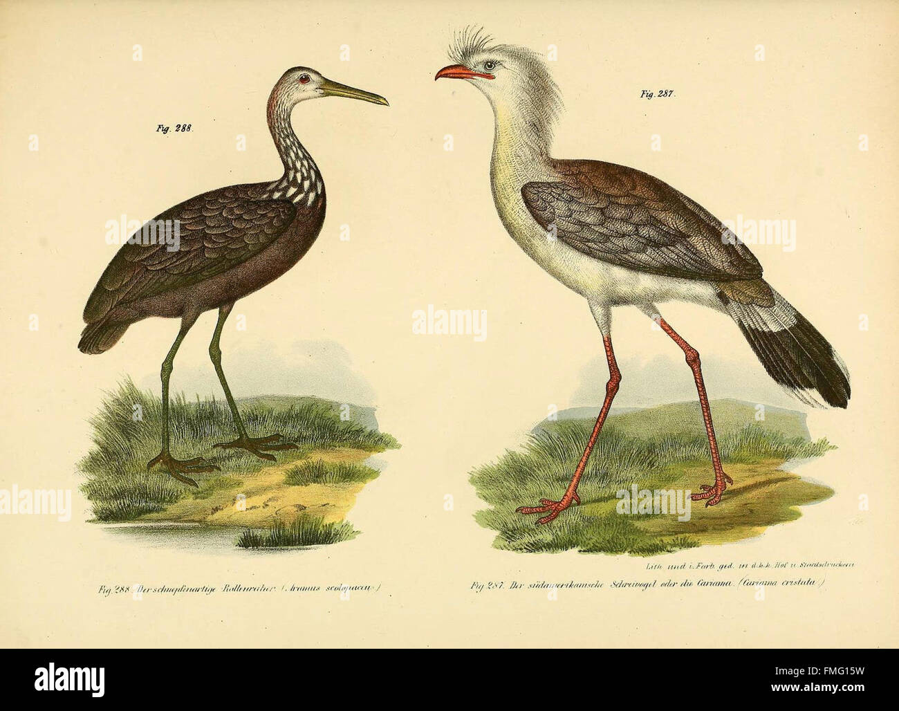 Various avian forms hi-res stock photography and images - Alamy