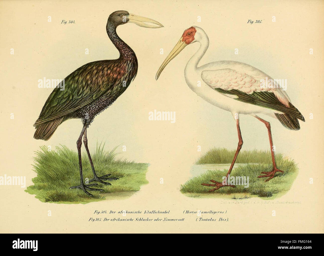 This illustrated atlas provides detailed depictions of bird species in ...