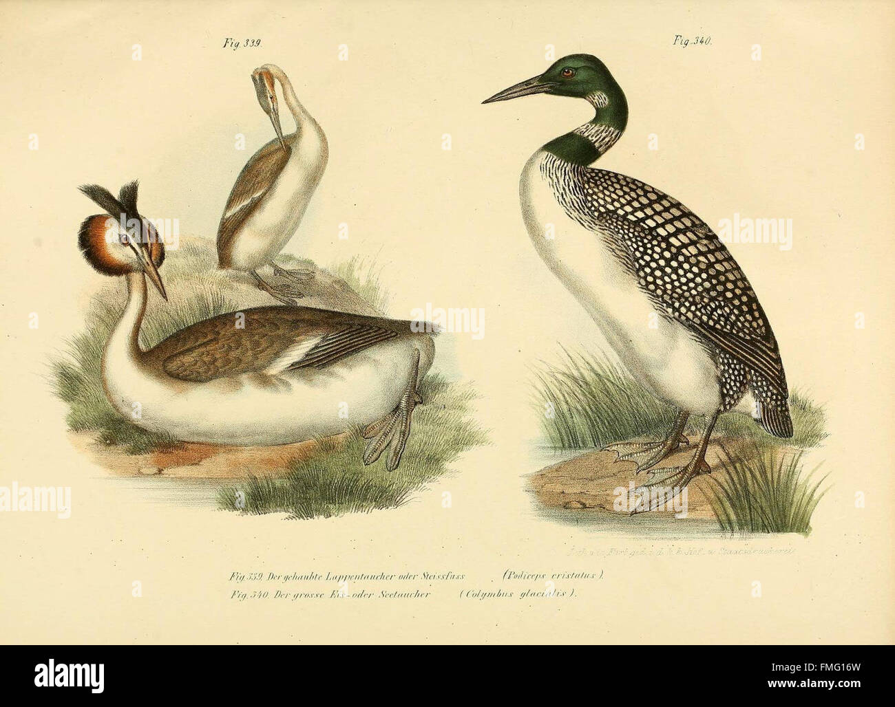 Figures 339-340 from 'Bilder-atlas zur Wissenschaftlich-populären ...