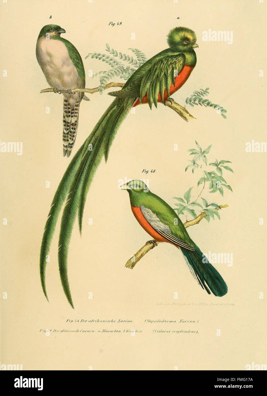 Figures 48-49b from the 'Bilder-atlas zur Wissenschaftlich-populären ...