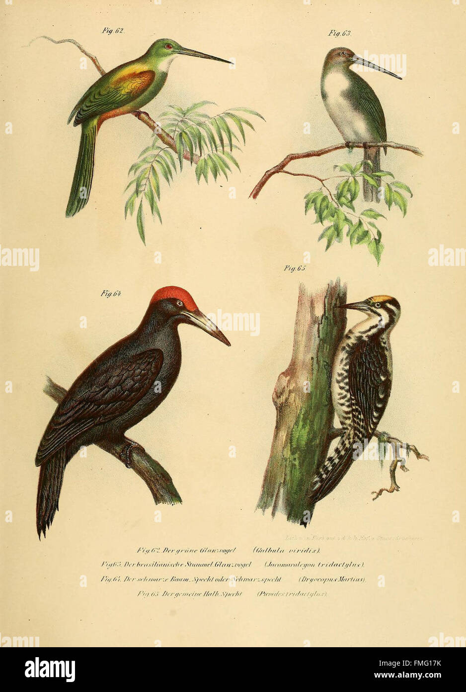 Figures 62-65 from 'Bilder-Atlas zur Wissenschaftlich-populären ...