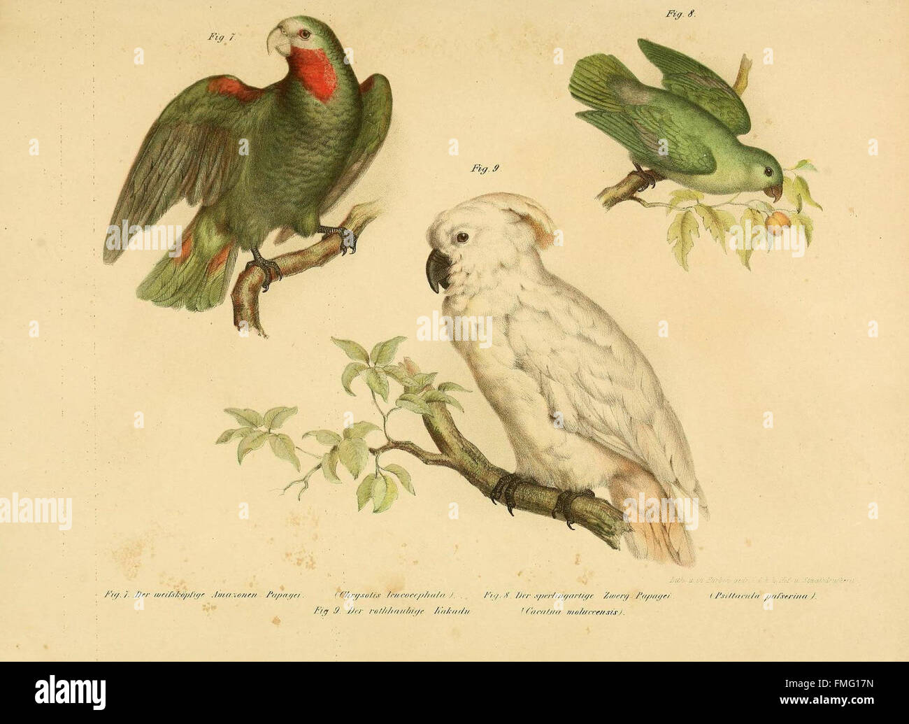 Bilder-atlas zur Wissenschaftlich-populC3A4ren Naturgeschichte der ...
