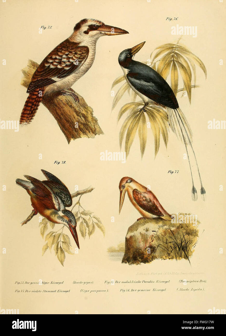 Figures 75-78 from 'Bilder-atlas zur Wissenschaftlich-populären ...