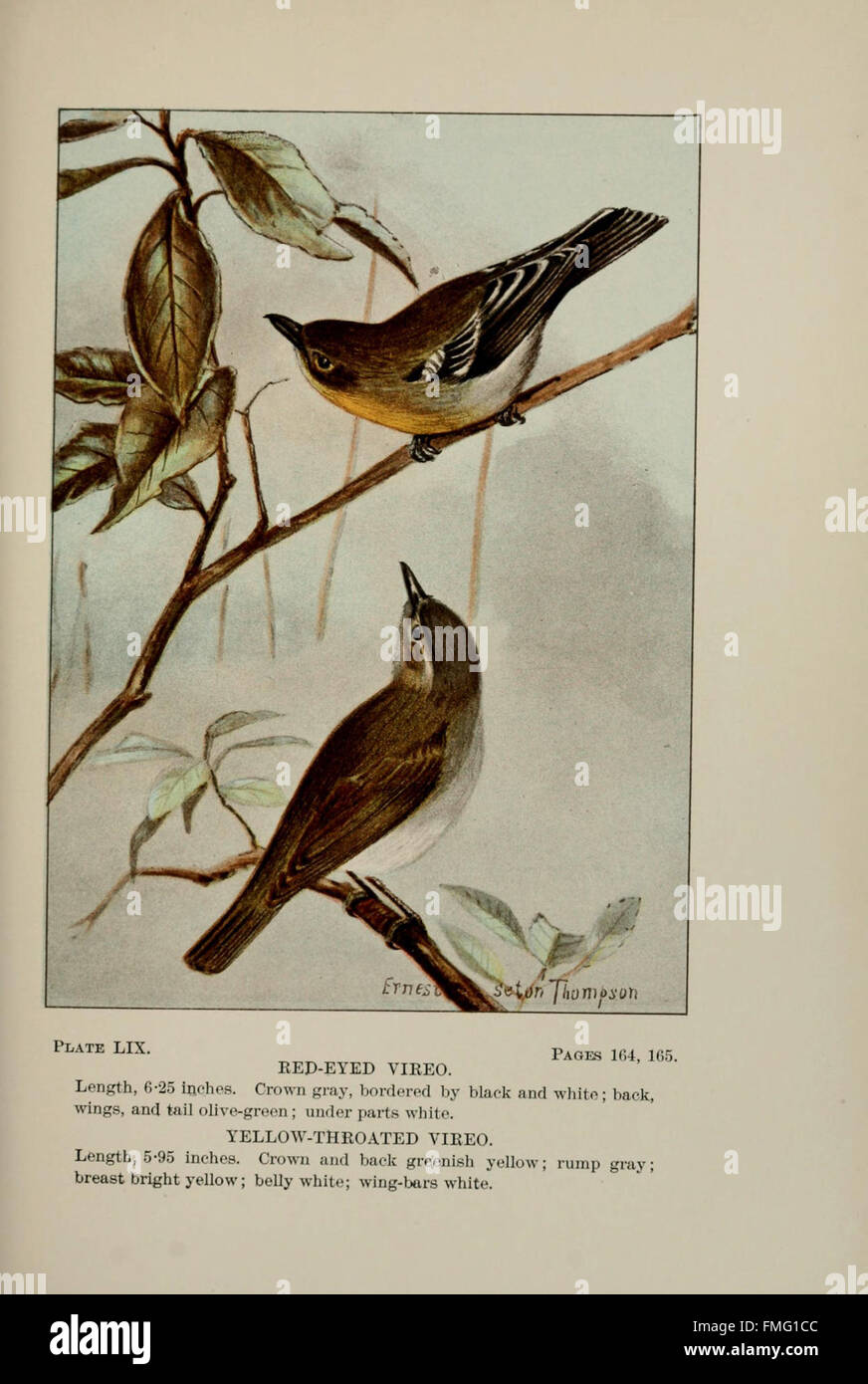 Visual Reference: Plate Lix From Bird Life Showcases Various Bird Species Highlighting