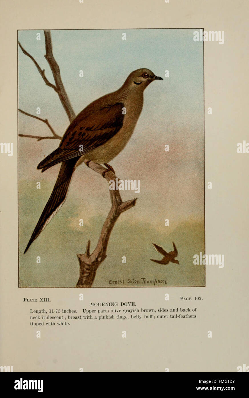 Plate XIII from 'Bird-Life' illustrates various bird species, focusing ...