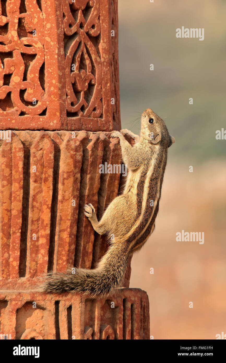 A northern palm squirrel (Funambulus pennantii) sitting on an ancient building, Delhi, India Stock Photo