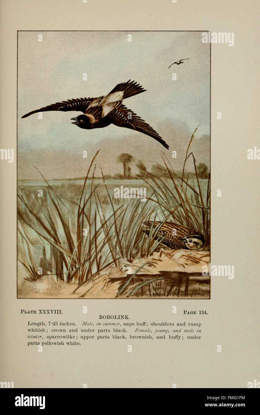 Plate XXXVIII from 'Bird-life' features detailed illustrations of ...