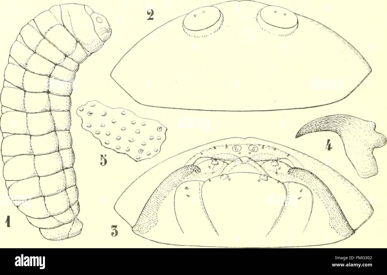 Bollettino del Laboratorio di zoologia generale e agraria della R. Scuola superiore d'agricoltura in Portici (1922) Stock Photo
