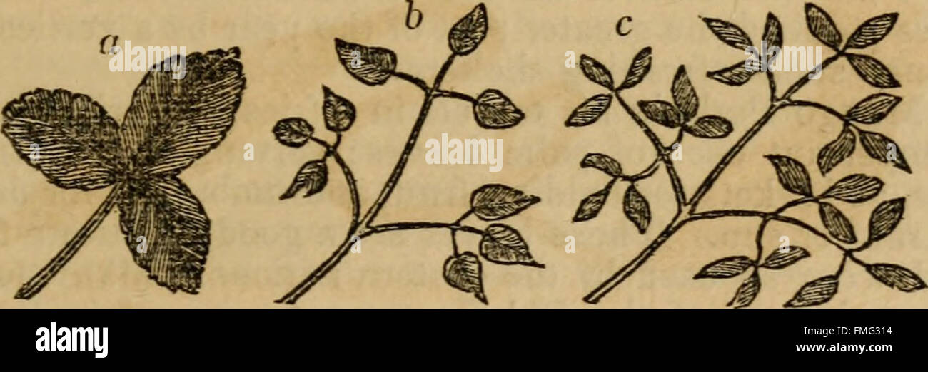 'Botany for Beginners' (1849) introduces the basics of botany through ...