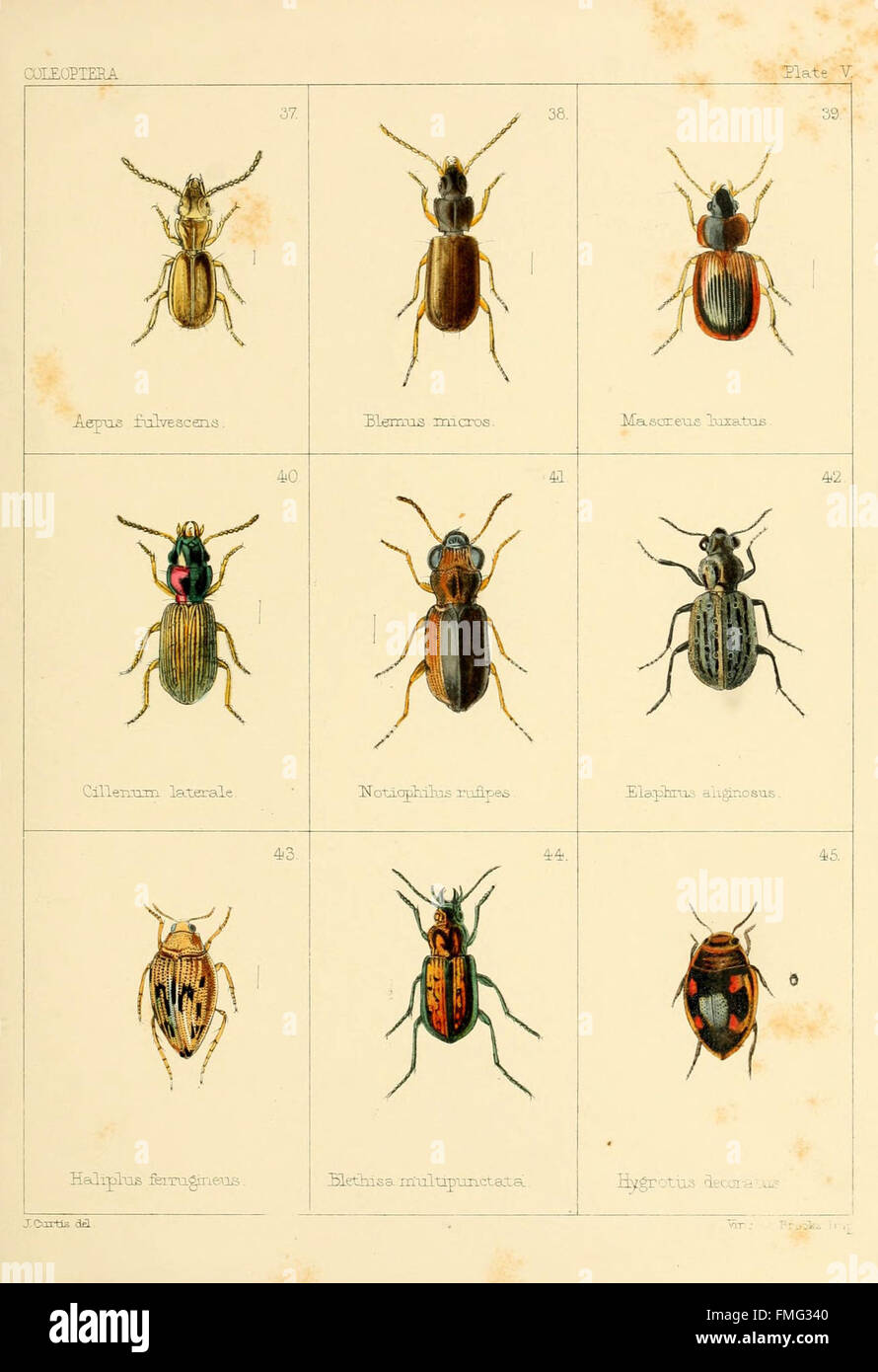 British beetles (Plate V Stock Photo Alamy