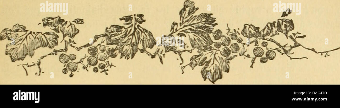 Bulletin biologique de la France et de la Belgique (1891) Stock Photo