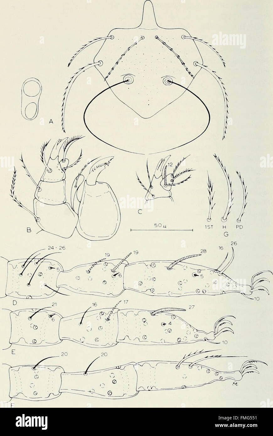 Bulletin of the Southern California Academy of Sciences (1902-1971.) Stock Photo