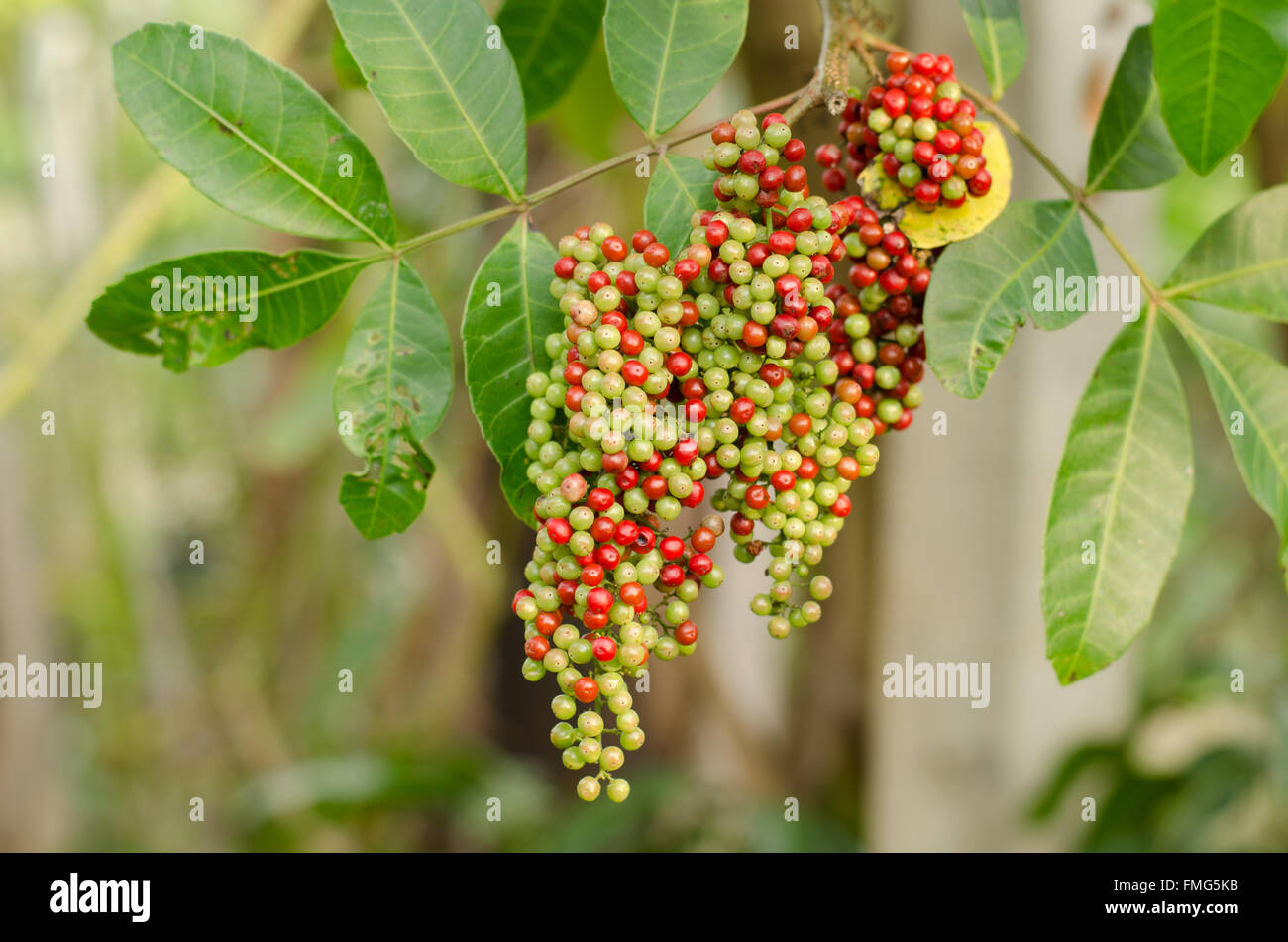 Brazilian pepper tree hires stock photography and images Alamy