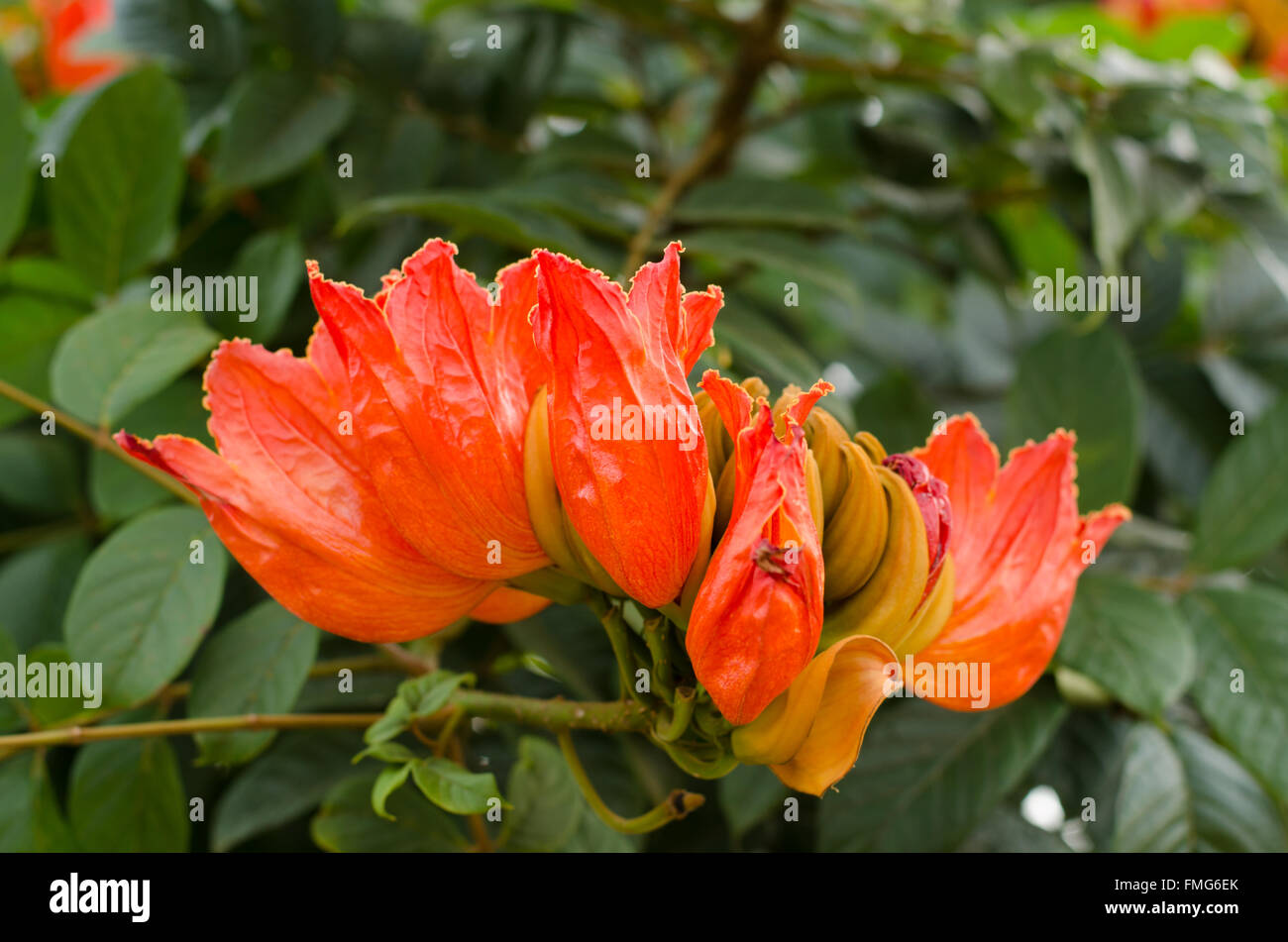 Decorative african tulip tree flower ,flame of the forest Stock Photo
