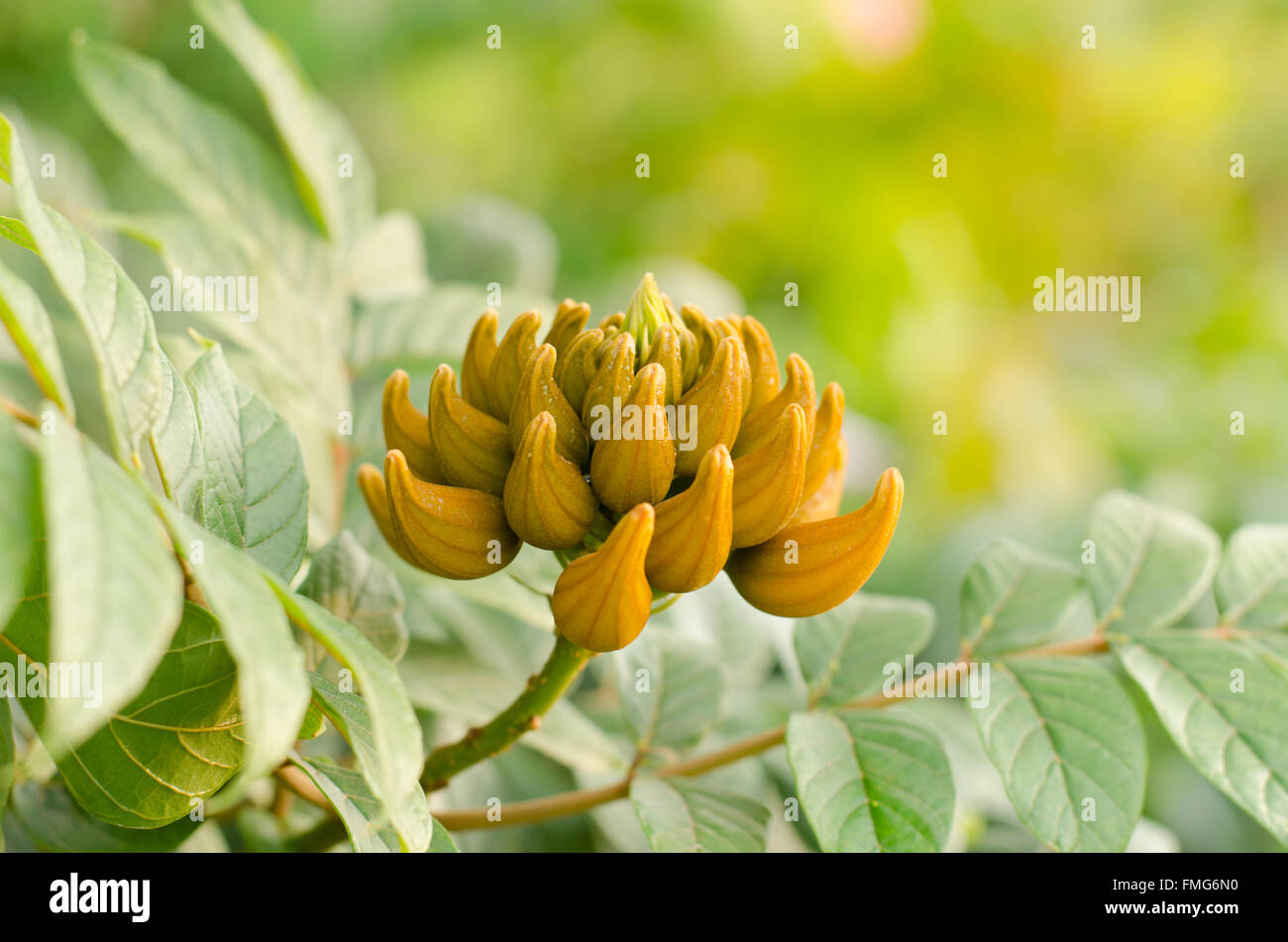 Decorative african tulip tree flower ,flame of the forest Stock Photo