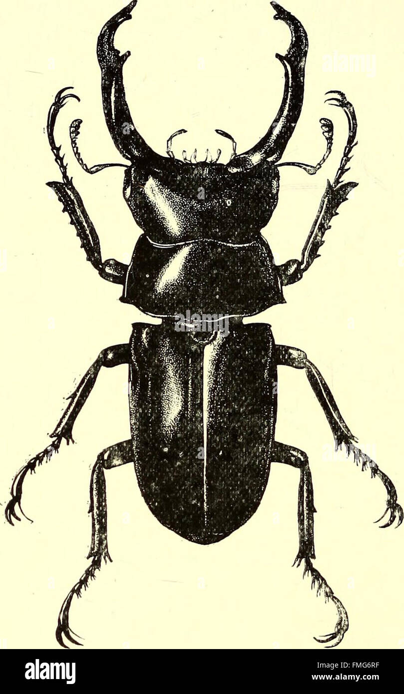 Coleoptera - general introduction and Cicindelidae and Paussidae (1912) Stock Photo