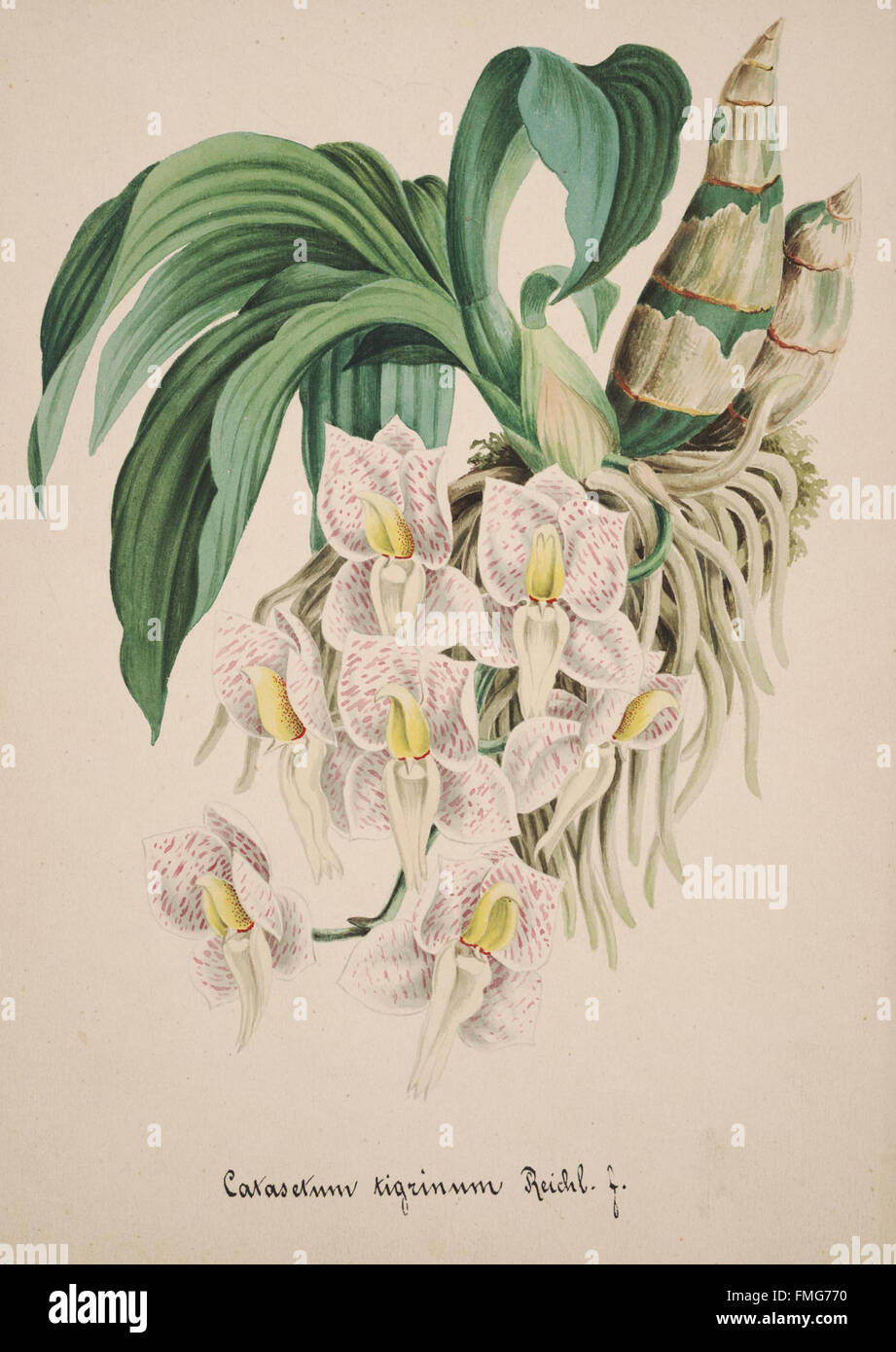 This plate from 'Collection d'orchidées' showcases various orchid ...