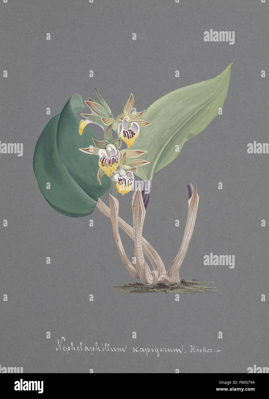 Plate 90 from 'Collection d'Orchidées' illustrates various orchid ...