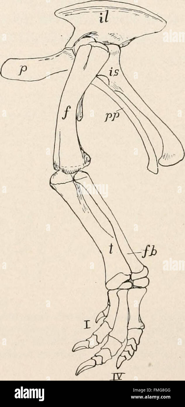 Comparative anatomy of vertebrates (1912 Stock Photo - Alamy