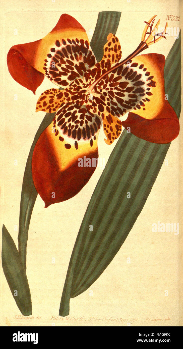 *Curtis's Botanical Magazine* (No. 532) presents illustrations and ...