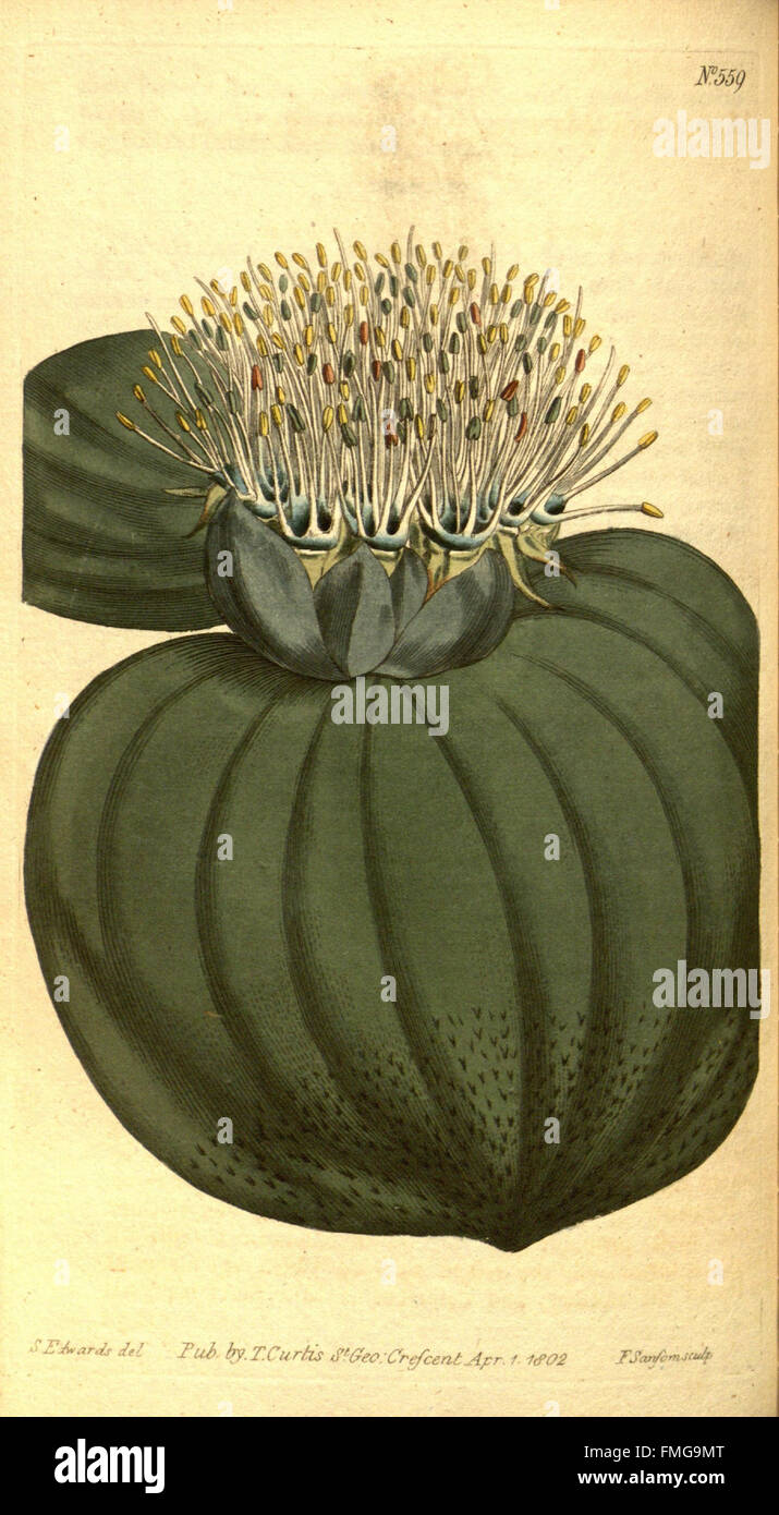 This issue of Curtis's Botanical Magazine presents detailed botanical ...