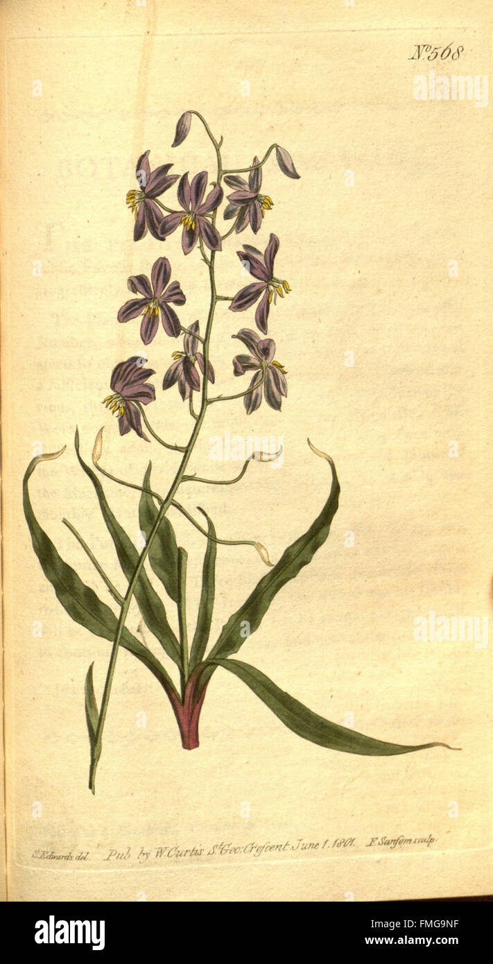 Curtis’s Botanical Magazine (No. 568) showcases illustrations of ...