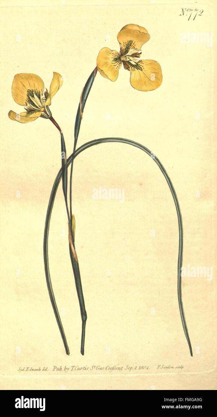 Plate 772 from 'Curtis's Botanical Magazine' features a detailed ...