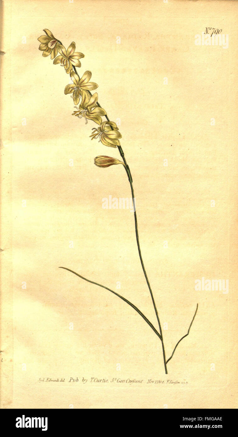 Curtis's botanical magazine (No. 790) Stock Photo