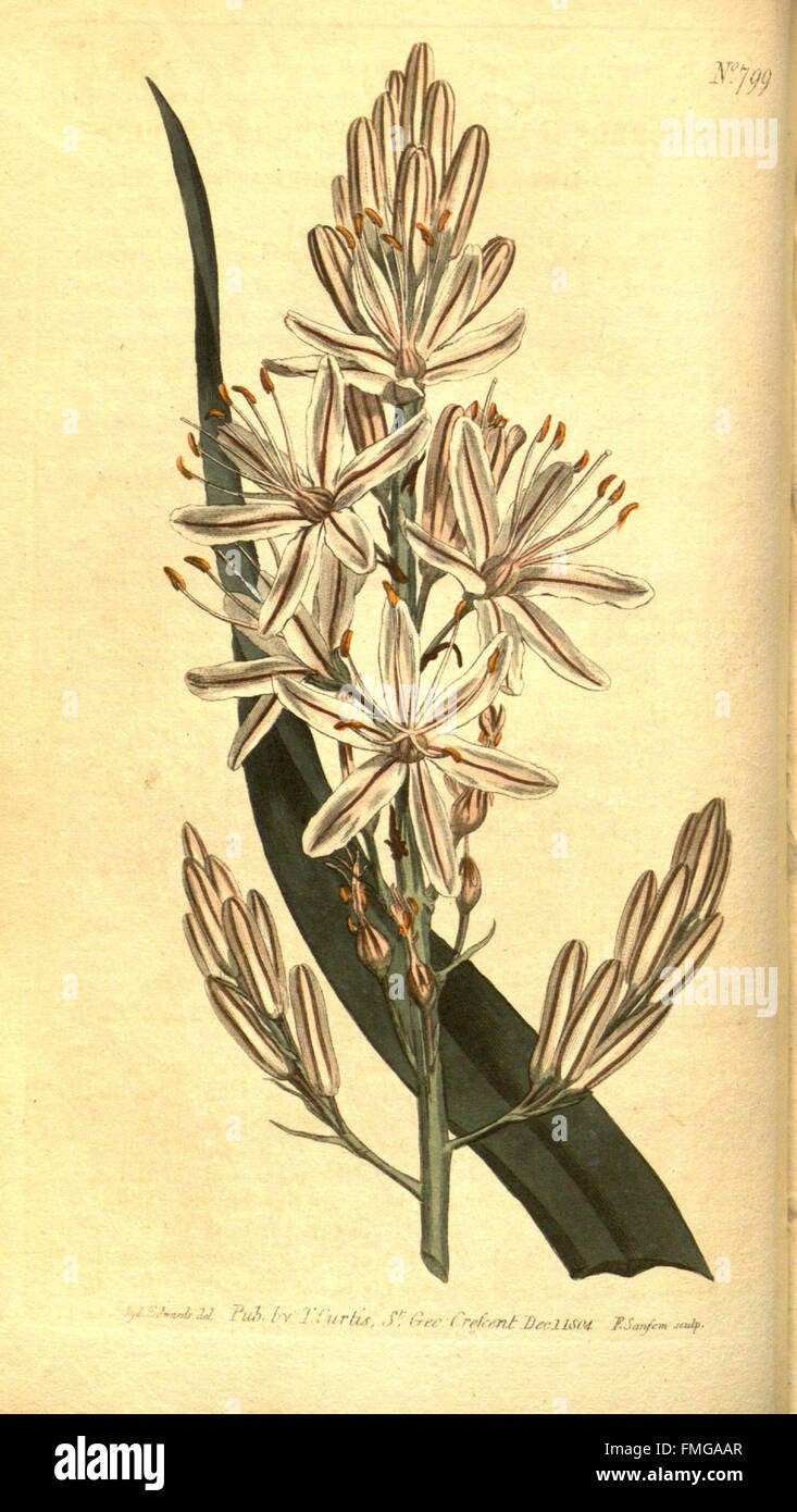 Curtis's Botanical Magazine is a significant resource for botanical ...