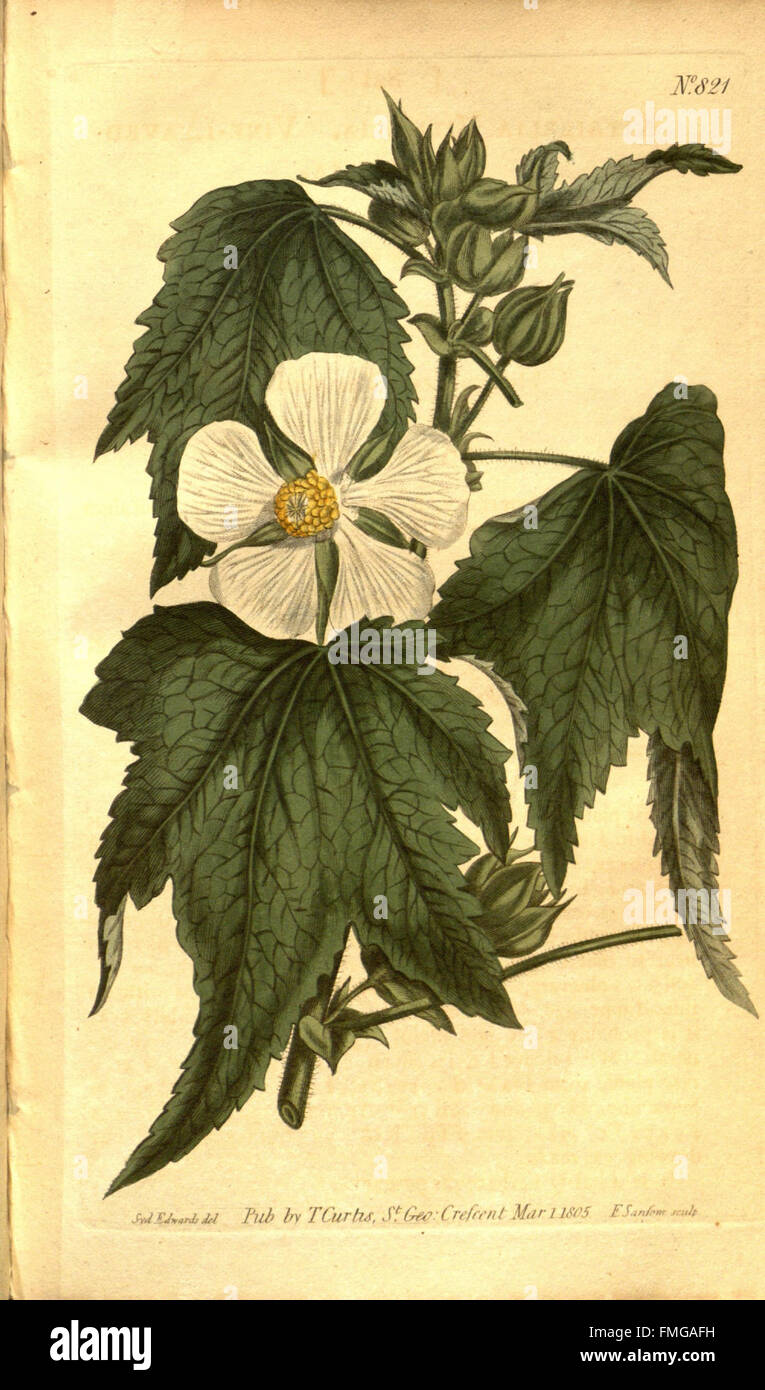 Issue 821 of 'Curtis's Botanical Magazine' presents detailed botanical ...