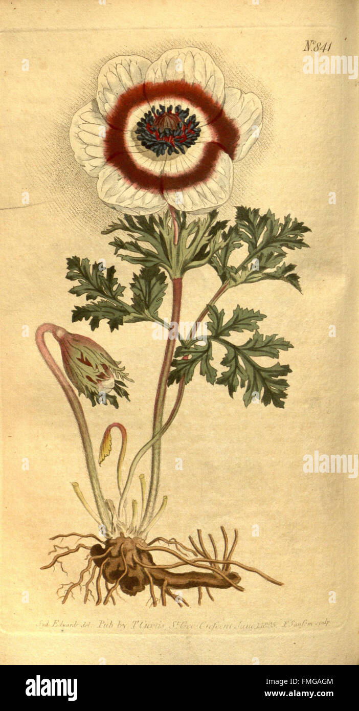 An issue of Curtis's Botanical Magazine featuring detailed ...