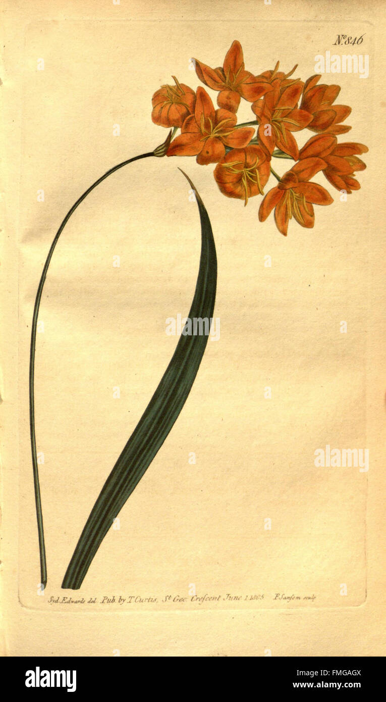 Curtis's Botanical Magazine (No. 846) features detailed illustrations ...