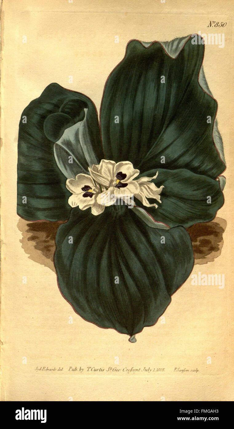 Curtis's botanical magazine (No. 850) Stock Photo