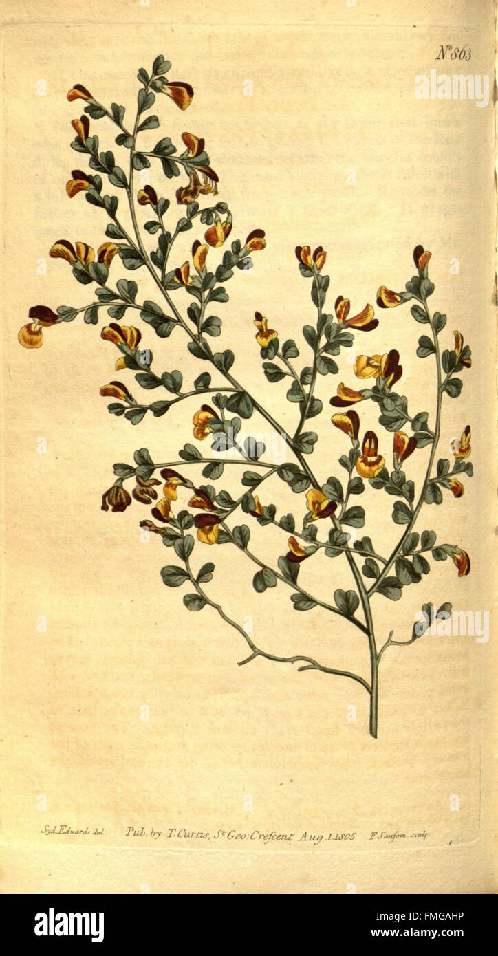 This issue of Curtis's Botanical Magazine features detailed ...
