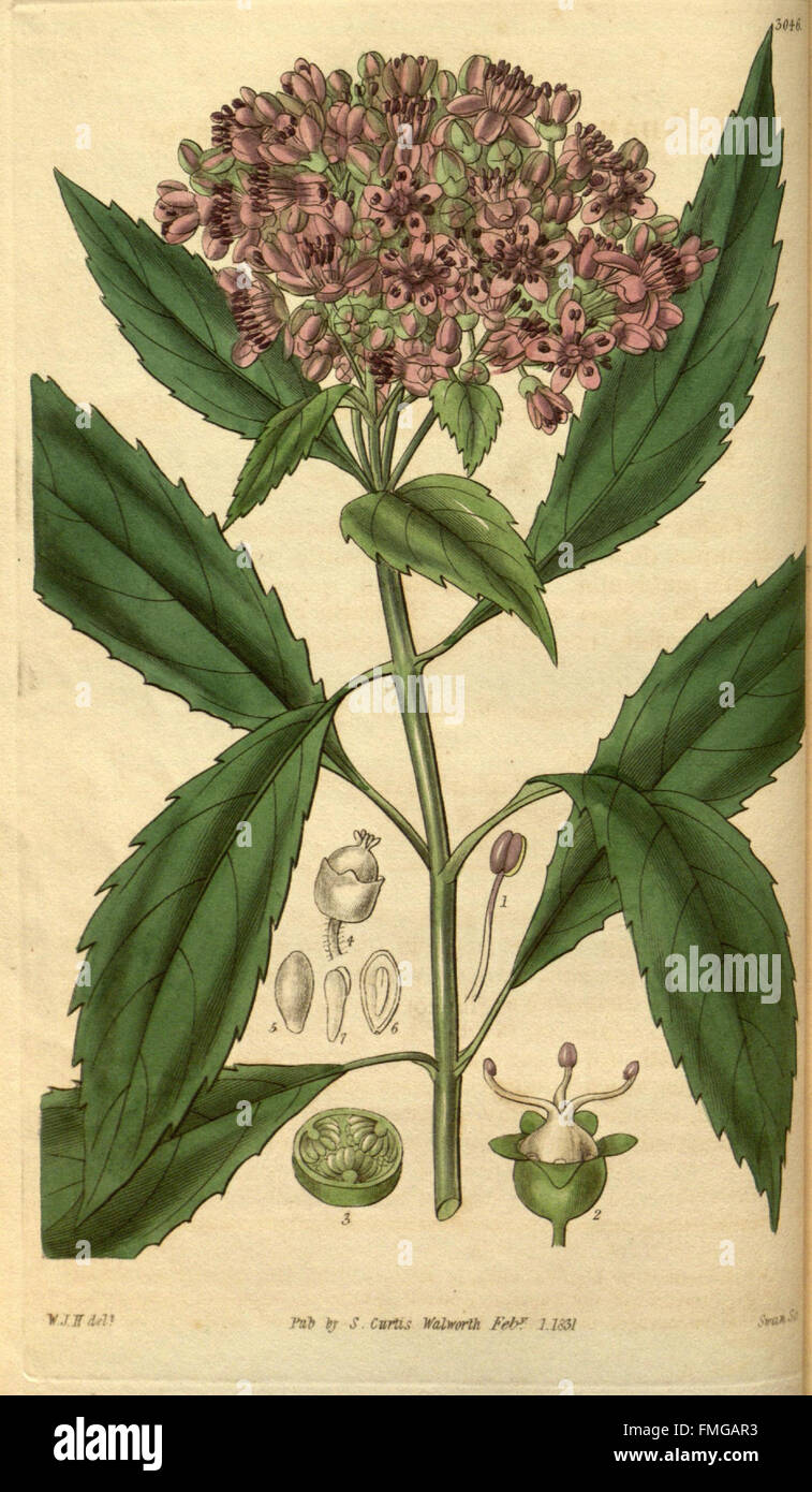 Plate 3046 of Curtis's Botanical Magazine features detailed botanical ...