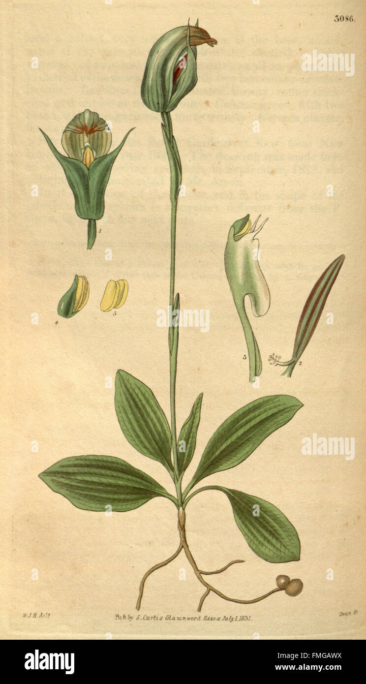 'Curtis's Botanical Magazine' features a variety of plant species, with ...