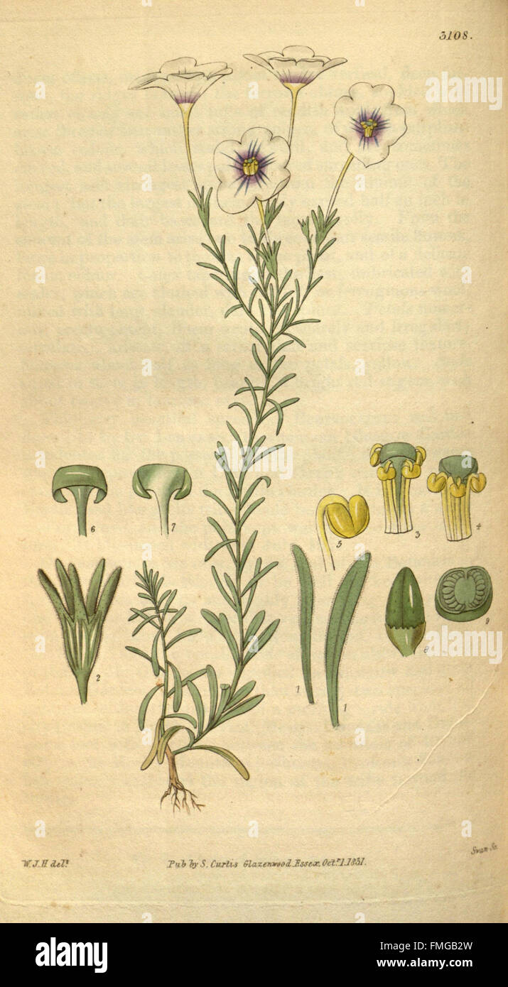 Plate 3108 from 'Curtis's Botanical Magazine' features detailed ...