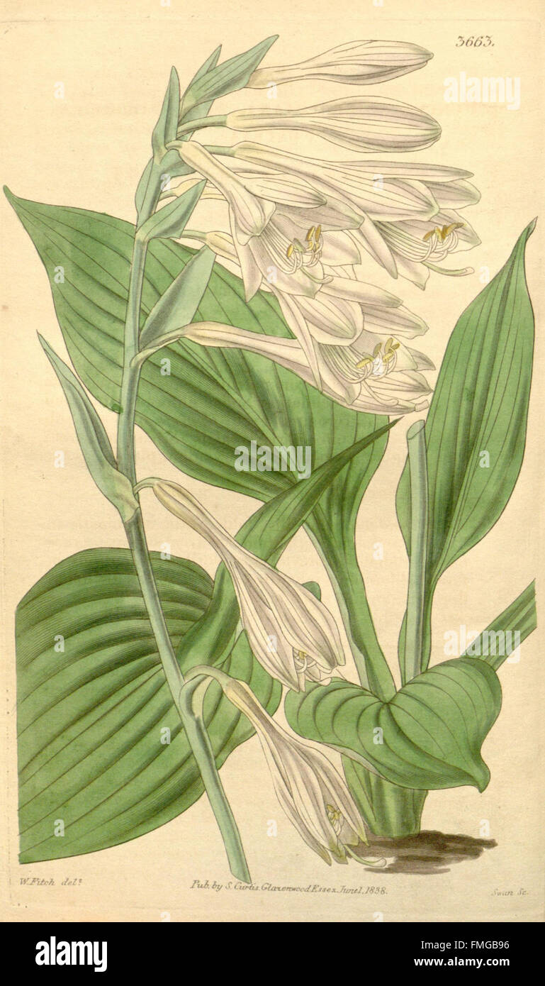 Curtis's botanical magazine (Plate 3663) Stock Photo