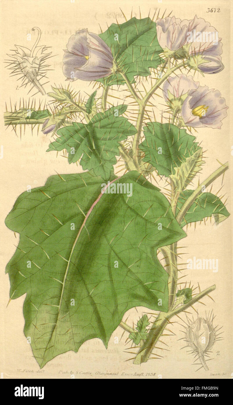 Curtis's botanical magazine (Plate 3672) Stock Photo