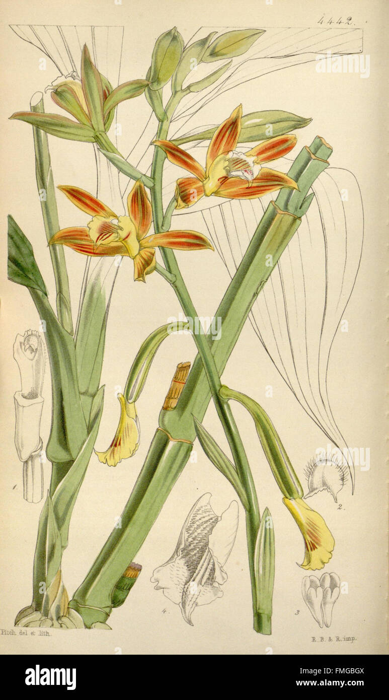 Tab. 4442 from 'Curtis's Botanical Magazine' features detailed ...